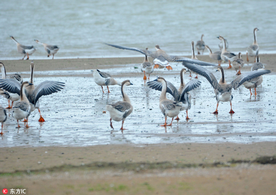 Poyang Lake welcomes migrating birds