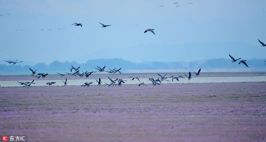 Poyang Lake welcomes migrating birds