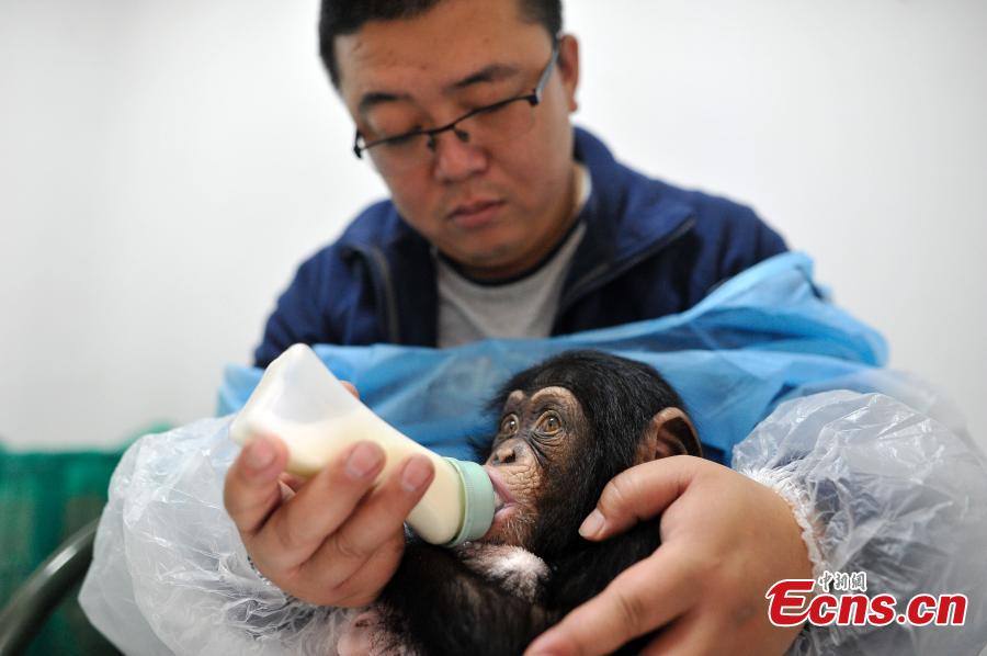 Zookeepers become 'mother' for abandoned baby chimpanzee