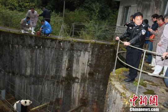 Drowning giant panda rescued in Sichuan