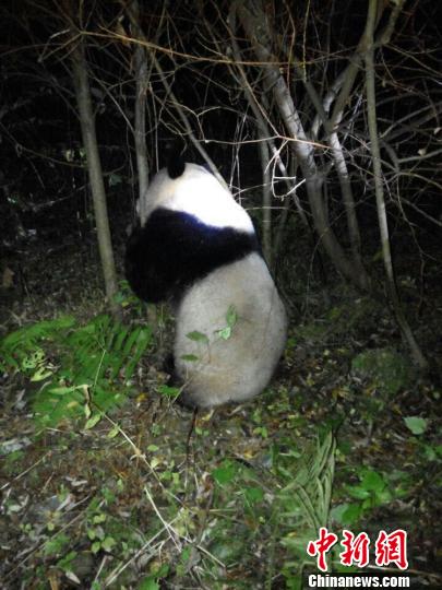 Drowning giant panda rescued in Sichuan