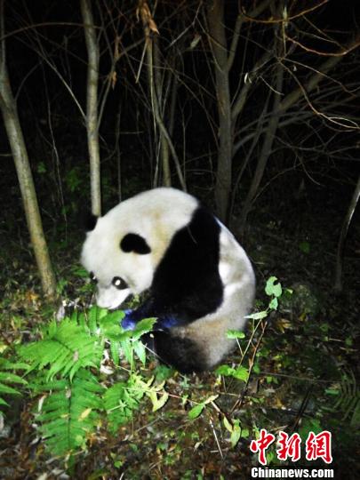 Drowning giant panda rescued in Sichuan