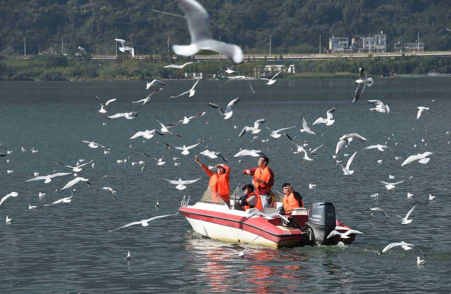 Black-headed gulls seen at Dianchi Lake in Kunming