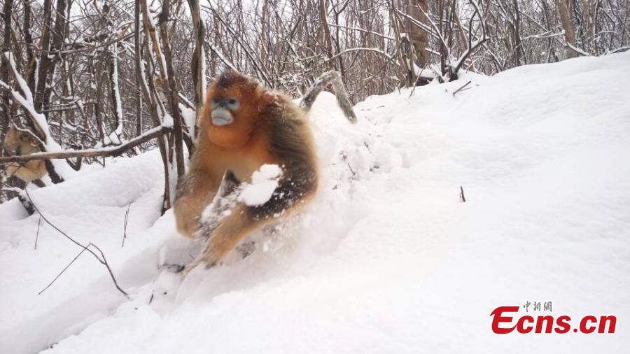 Golden monkeys have fun in snow