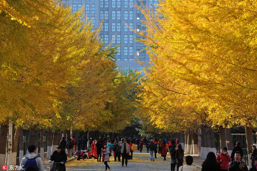 Places to enjoy golden gingko tree leaves