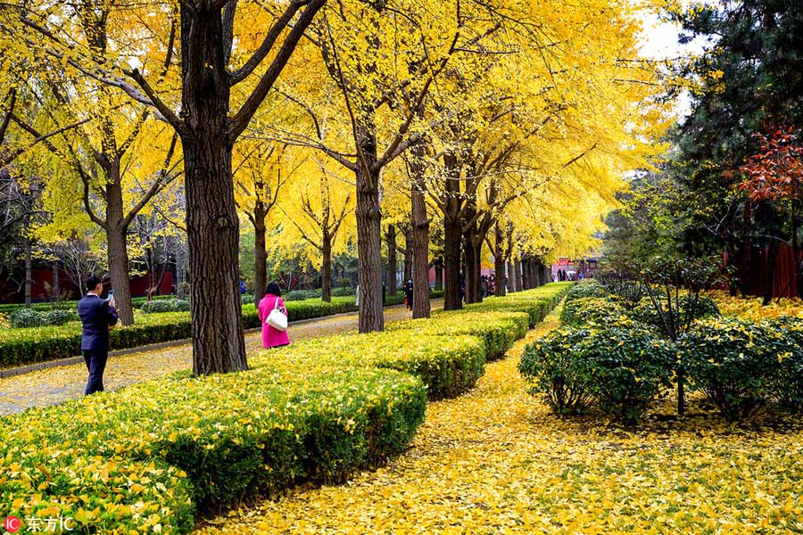 Places to enjoy golden gingko tree leaves