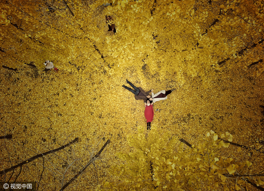 Last of ginkgo leaves fall as temperatures decline