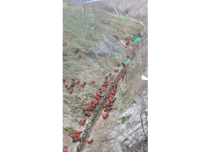 Real-life 'chicken run' in Guizhou