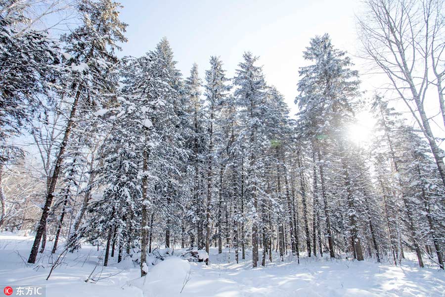 Snow village, a farm turns fairy tale world in Heilongjiang