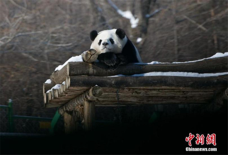 New home, new scenery: Giant pandas' first winter in NE China