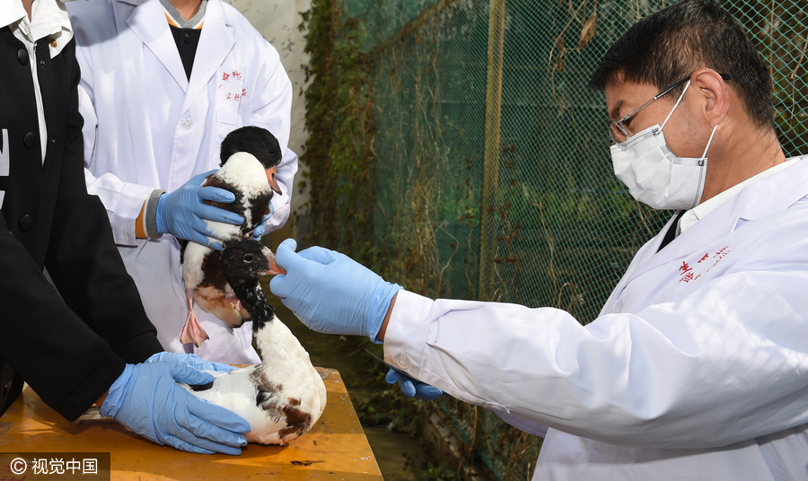 Special doctors give migratory birds back their wings