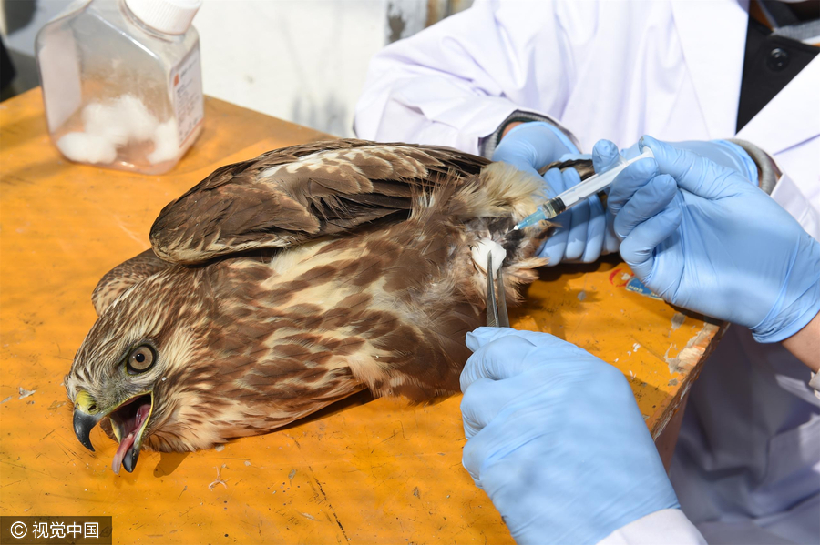 Special doctors give migratory birds back their wings