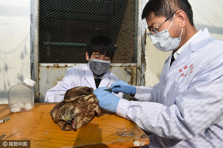 Special doctors give migratory birds back their wings