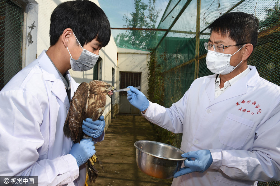 Special doctors give migratory birds back their wings