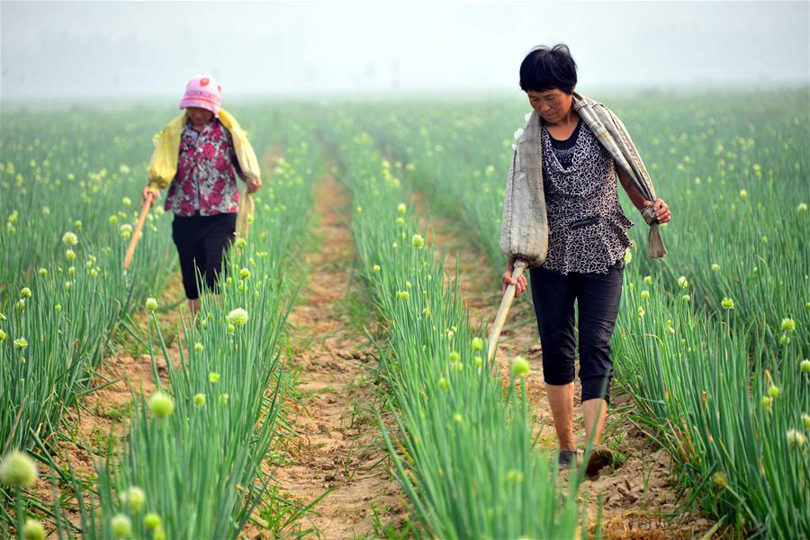 Images: China's '24 Solar Terms'