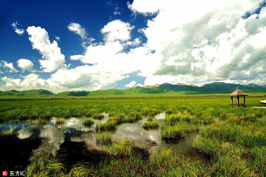 Grassland in Southwest China restored after years of ecological protection