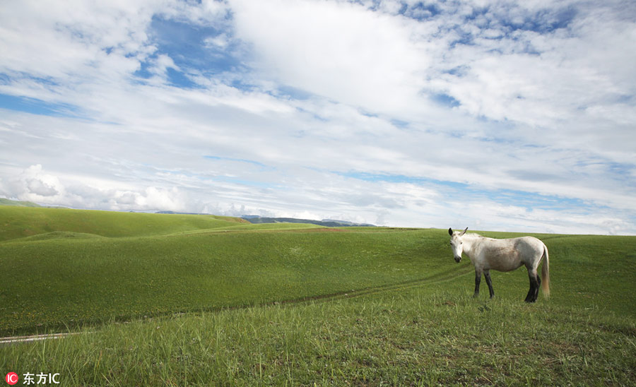 Grassland in Southwest China restored after years of ecological protection