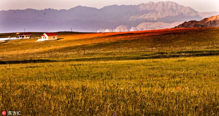 Grassland in Southwest China restored after years of ecological protection