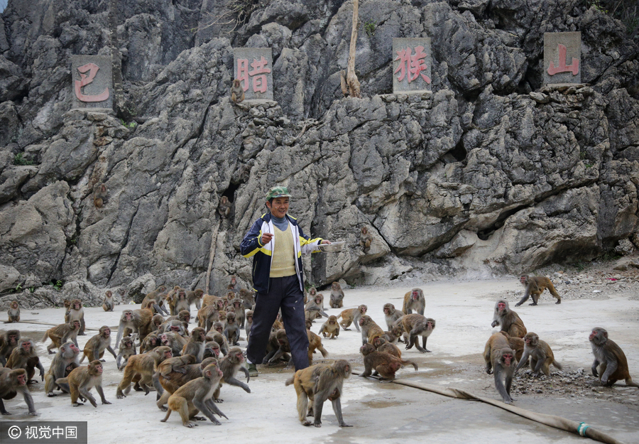 Villagers convert farmland to forest for monkeys