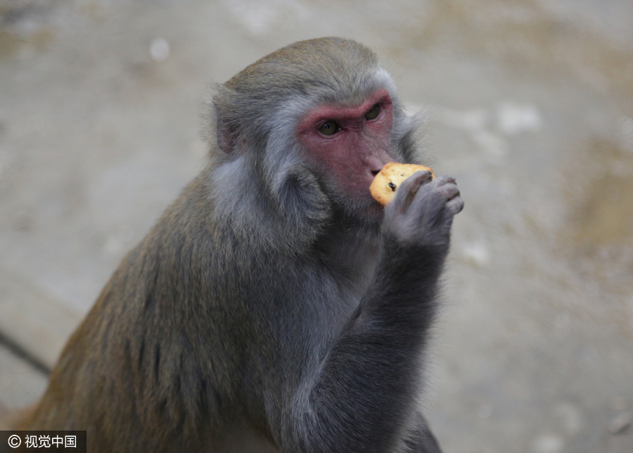 Villagers convert farmland to forest for monkeys