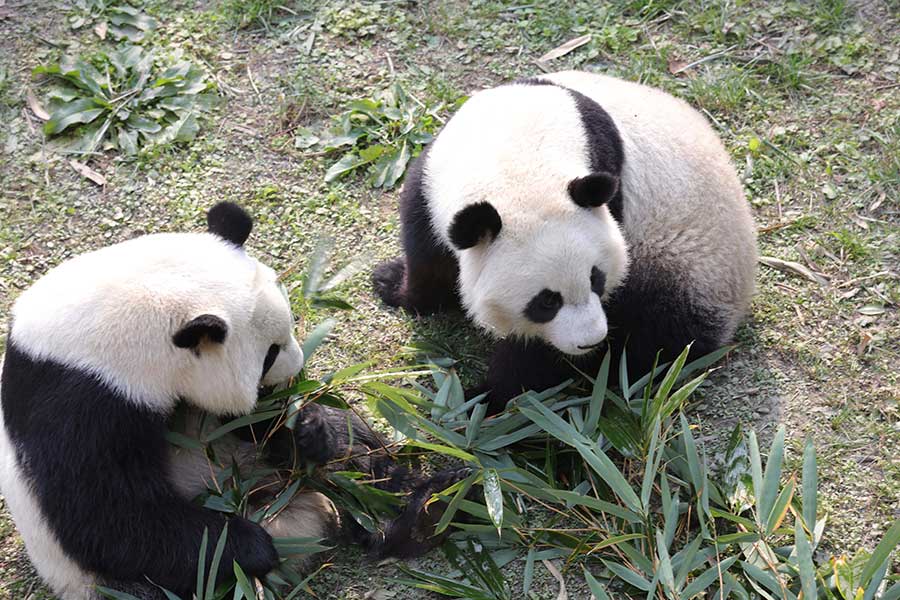 Panda pair born in US adapt to new home in Sichuan