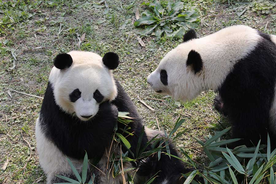 Panda pair born in US adapt to new home in Sichuan