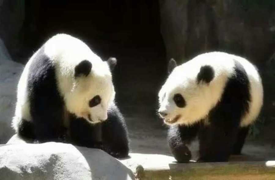 Panda pair born in US adapt to new home in Sichuan