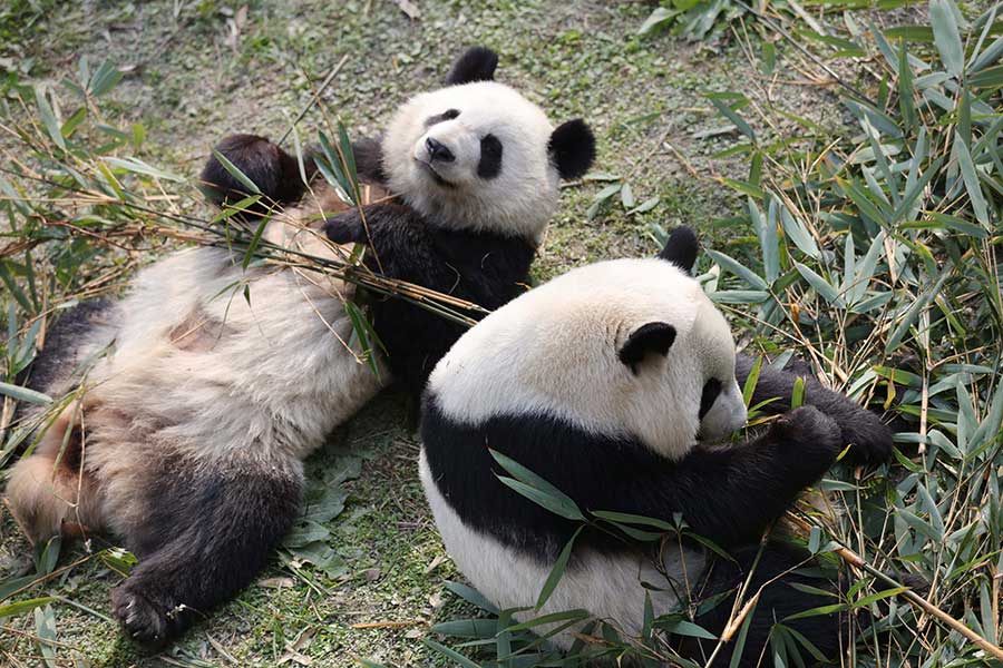 Panda pair born in US adapt to new home in Sichuan