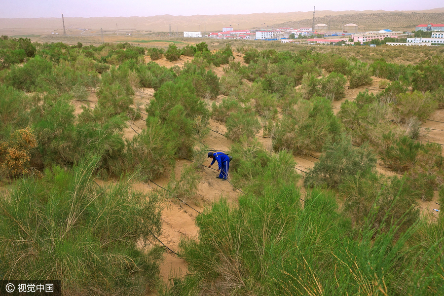 20m trees planted in desert to protect road