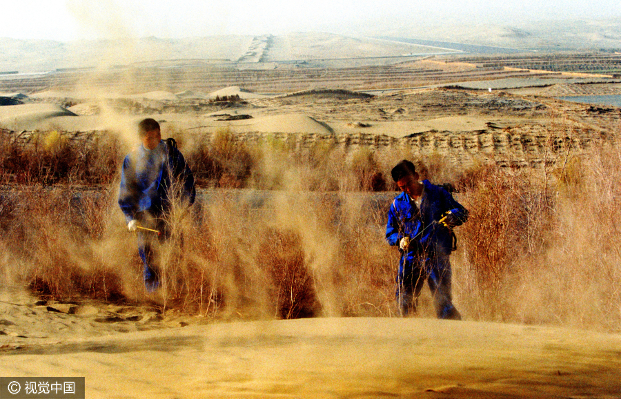 20m trees planted in desert to protect road