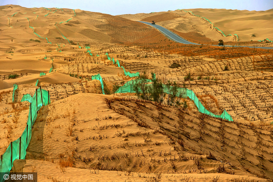 20m trees planted in desert to protect road