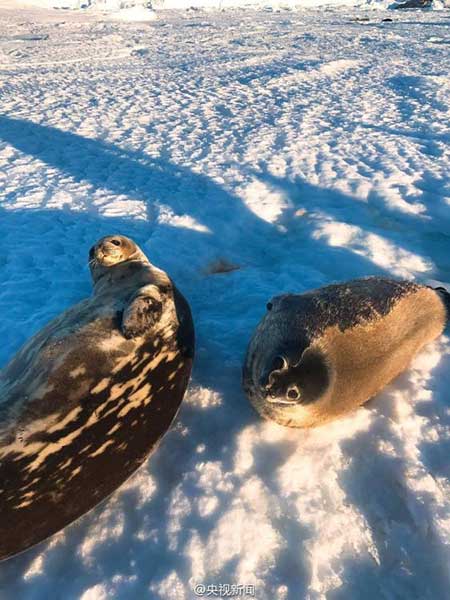 Seals visit China's research station in Antarctica