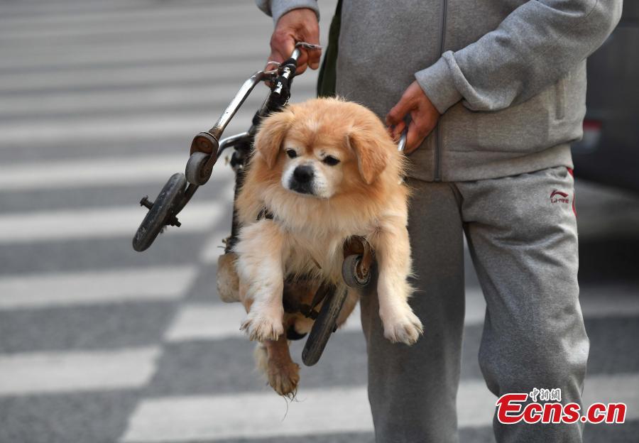 Paralyzed dog walks on street with wheelchair