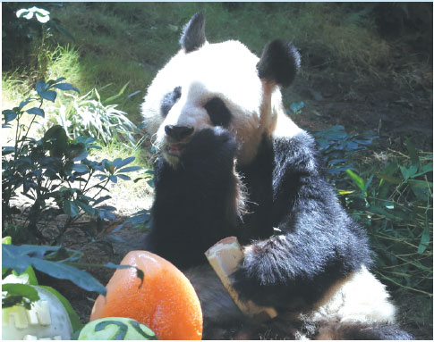 Anything but the bear necessities for Hong Kong's pandas