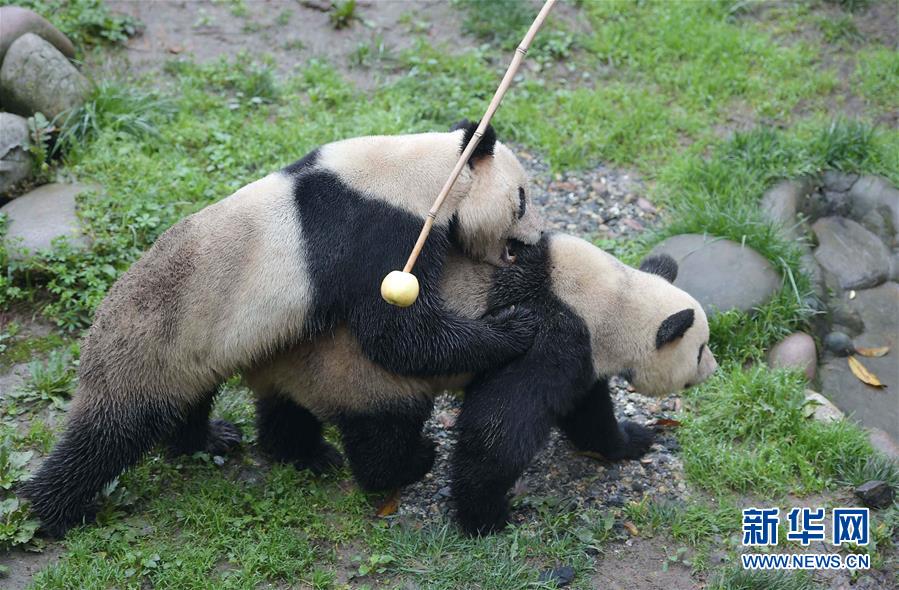 China's giant pandas: Internet sweetheart of 2016