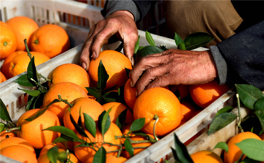 Cableway brings hope to orange farmers