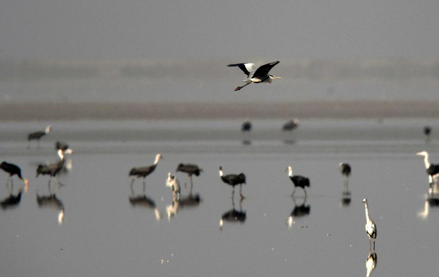 China's big lakes welcome winter migrants