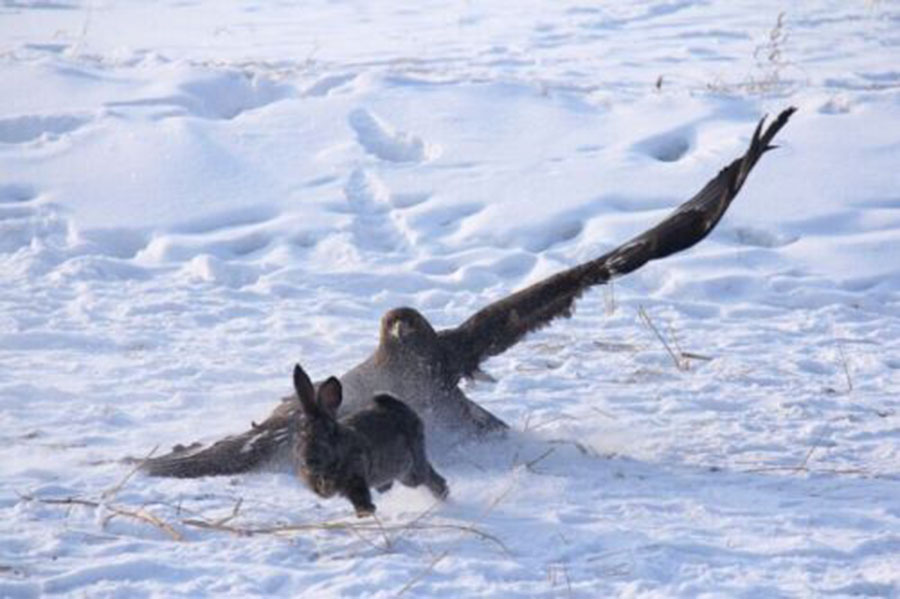 Manchu people find hunting partner in eagles