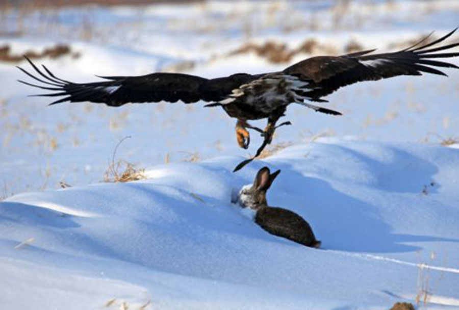 Manchu people find hunting partner in eagles