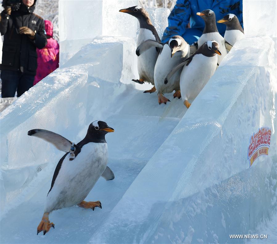 Penguins from Harbin Polarland try ice slide