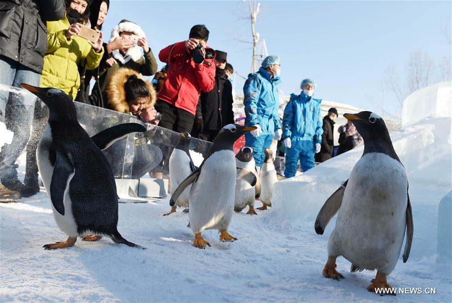 Penguins from Harbin Polarland try ice slide