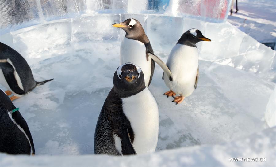 Penguins from Harbin Polarland try ice slide