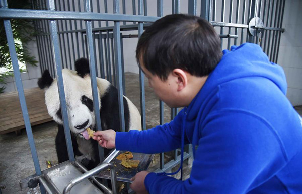 World's oldest 'panda grandpa' dies in China