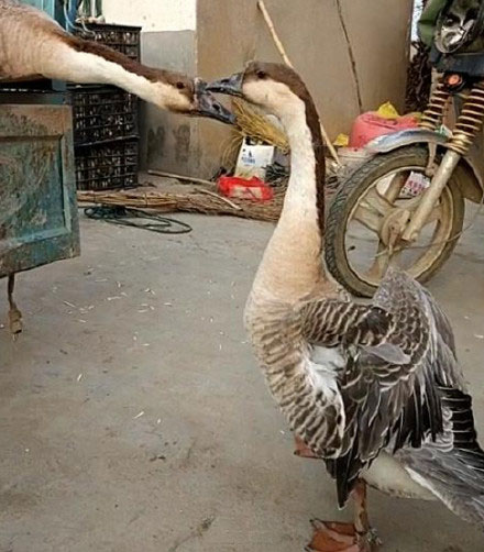 Affectionate swan geese spared fate of sale