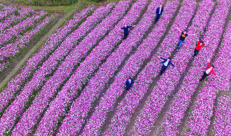 Flower field in SE China's Fujian