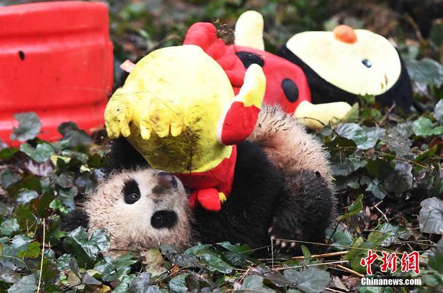 Panda cubs pose for New Year greetings in SW China