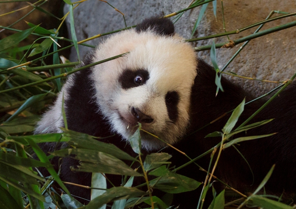 Madrid zoo's baby panda now has name