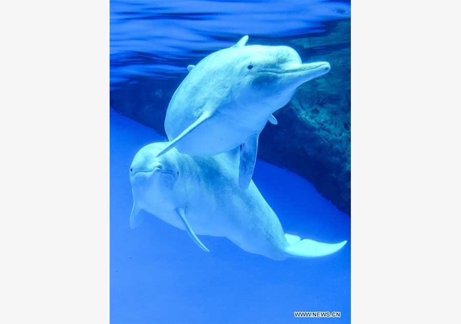 Chinese white dolphin guarded under first-class state protection