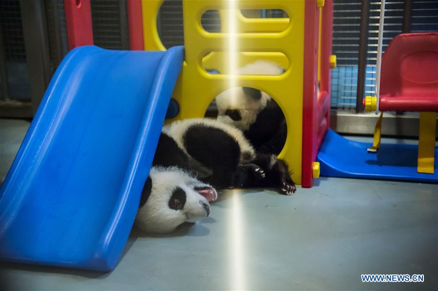 Panda family to meet public in Macao during Spring Festival