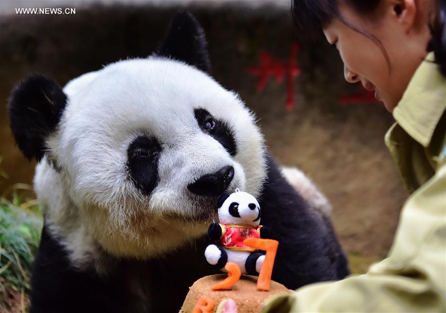 World's eldest giant panda in captivity turns 37 years old